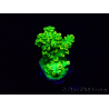 WYSIWYG Acropora tenuis Maricultura aclimatado led