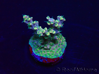 WYSIWYG Acropora tenuis Maricultura aclimatado led