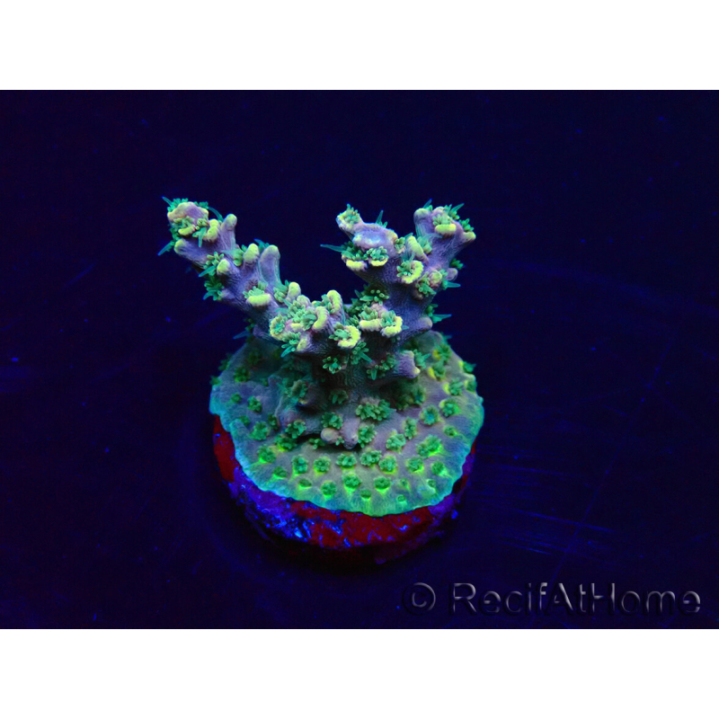 WYSIWYG Acropora 15K5 Mariculture acclimaté led