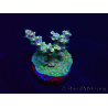 WYSIWYG Acropora millepora mariculture acclimated LED