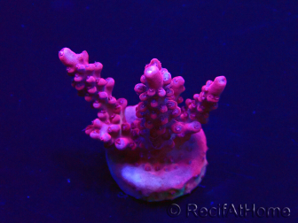 WYSIWYG Acropora Maricultura aclimatada led