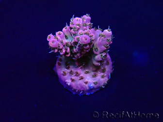 WYSIWYG Acropora 15L2 Mariculture acclimaté led