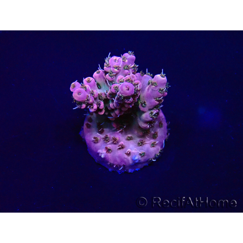 WYSIWYG Acropora 15L2 Mariculture acclimaté led