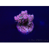 WYSIWYG Acropora 15L2 Mariculture acclimaté led