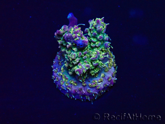 WYSIWYG Acropora Mariculture acclimated LED