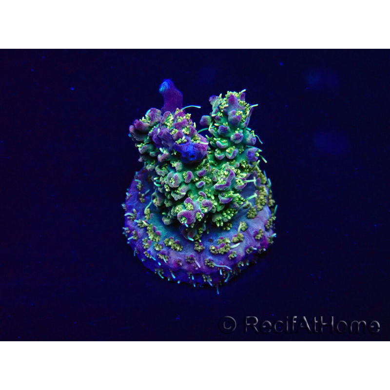 WYSIWYG Acropora 15L3 Mariculture acclimaté led