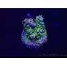 WYSIWYG Acropora Mariculture acclimated LED