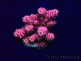 WYSIWYG Acropora hyacinthus 15L5 Mariculture acclimaté led
