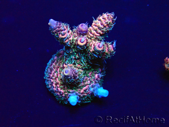 WYSIWYG Acropora millepora Mariculture acclimaté led