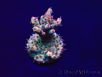 WYSIWYG Acropora akklimatisiert LED