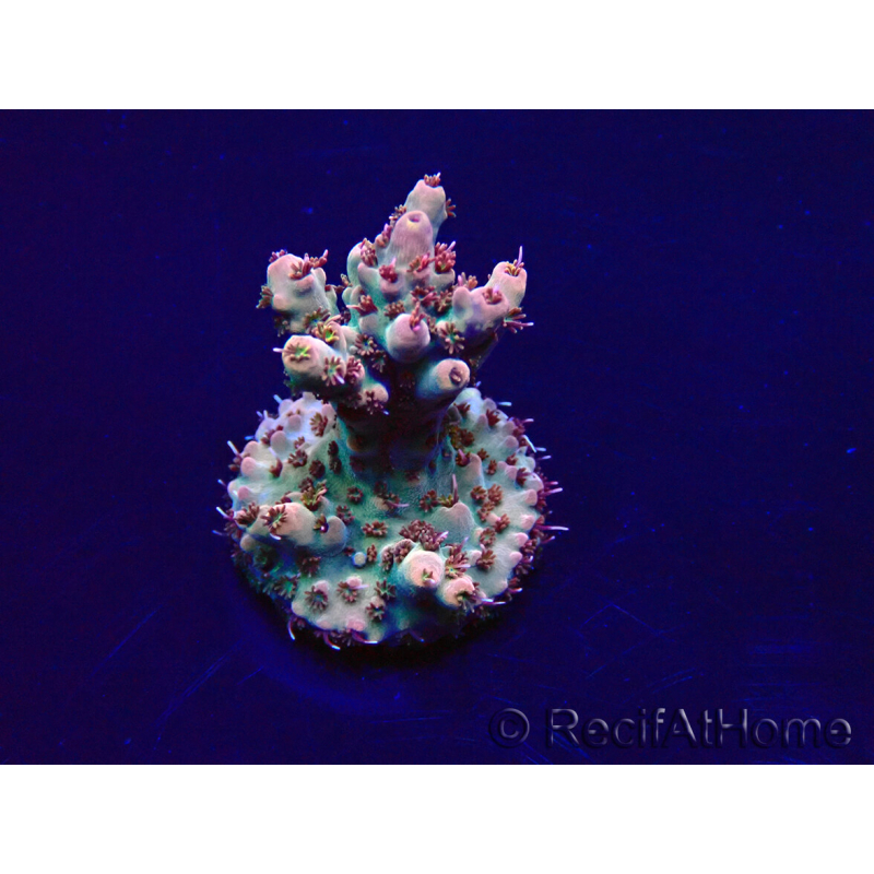 WYSIWYG Acropora Fidji led OK