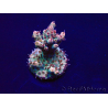 WYSIWYG Acropora 15L9 Mariculture acclimaté led