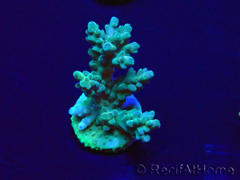 WYSIWYG Acropora Mariculture acclimated LED