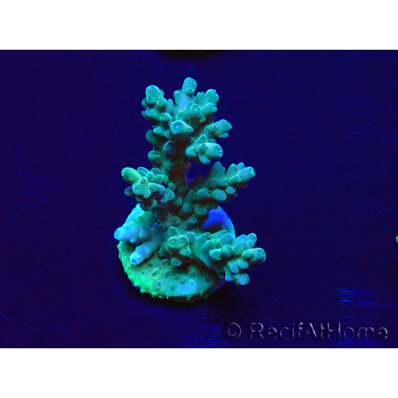 WYSIWYG Acropora 15L10 Mariculture acclimaté led