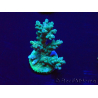 WYSIWYG Acropora Maricultura aclimatada led