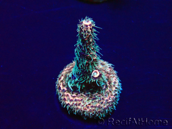 WYSIWYG Acropora millepora15M2 Mariculture acclimaté led