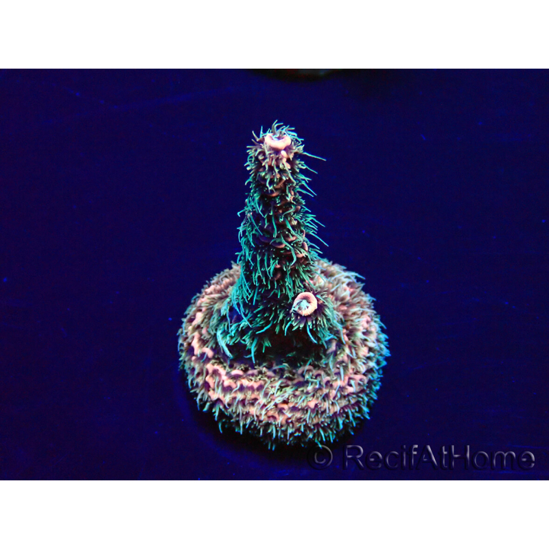 WYSIWYG Acropora acclimatato a led