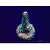 WYSIWYG Acropora aclimatado LED