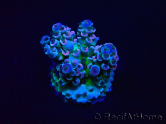 WYSIWYG Acropora akklimatisiert LED