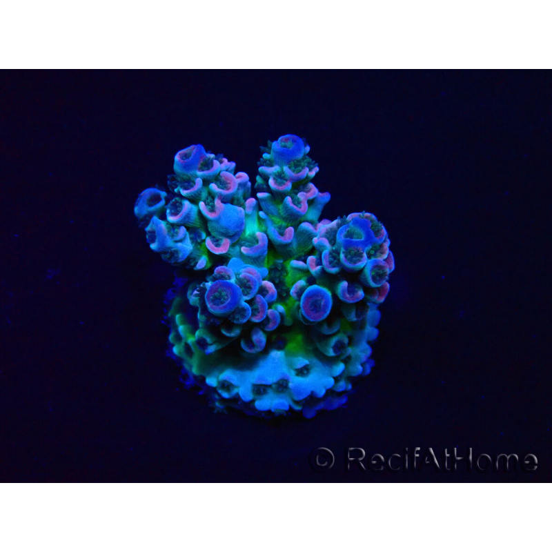 WYSIWYG Acropora acclimaté led