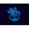WYSIWYG Acropora tenuis 15M4 Mariculture acclimaté led