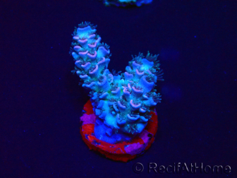 WYSIWYG Acropora tenuis 15M10 Mariculture acclimaté led