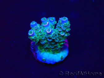 WYSIWYG Acropora tenuis 15N2 Mariculture acclimaté led