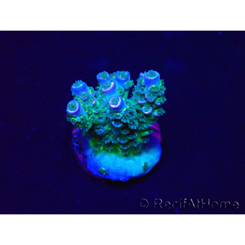 WYSIWYG Acropora tenuis 15N2 Mariculture acclimaté led
