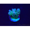 WYSIWYG Acropora Marikultur akklimatisiert LED