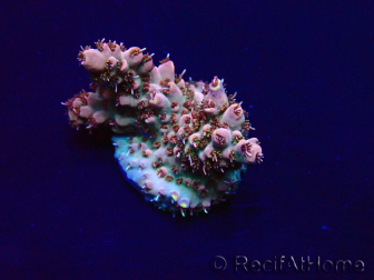 WYSIWYG Acropora Marikultur akklimatisiert LED