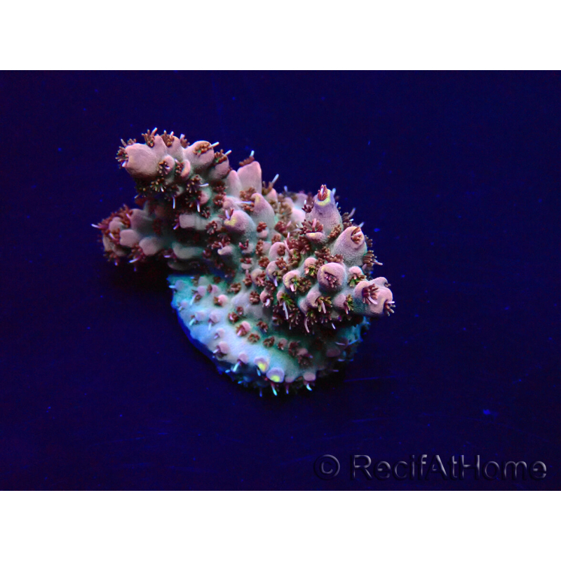WYSIWYG Acropora Marikultur akklimatisiert LED