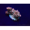 WYSIWYG Acropora Mariculture acclimaté led