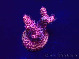 WYSIWYG Acropora Australia acclimated LED