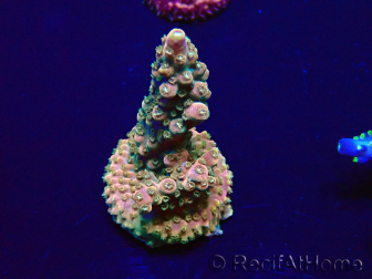WYSIWYG Acropora 15N10 Mariculture acclimaté led