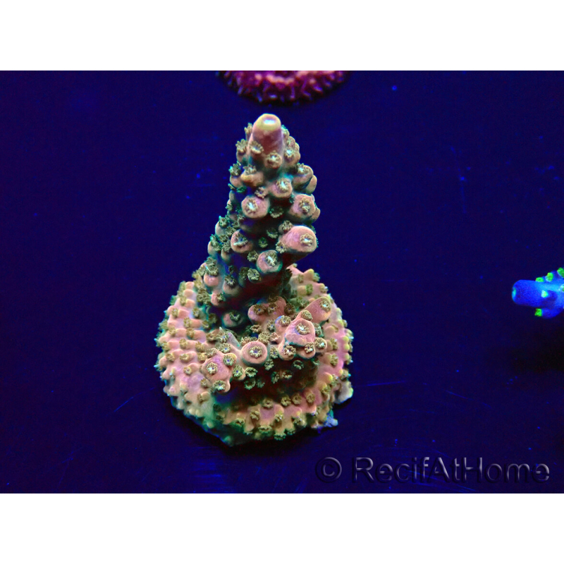 WYSIWYG Acropora 15N10 Mariculture acclimaté led