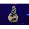 WYSIWYG Acropora 15N10 Mariculture acclimaté led