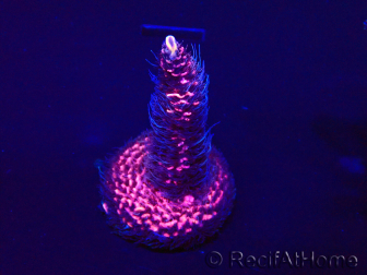 WYSIWYG Acropora millepora15O1 Mariculture Acclimaté led