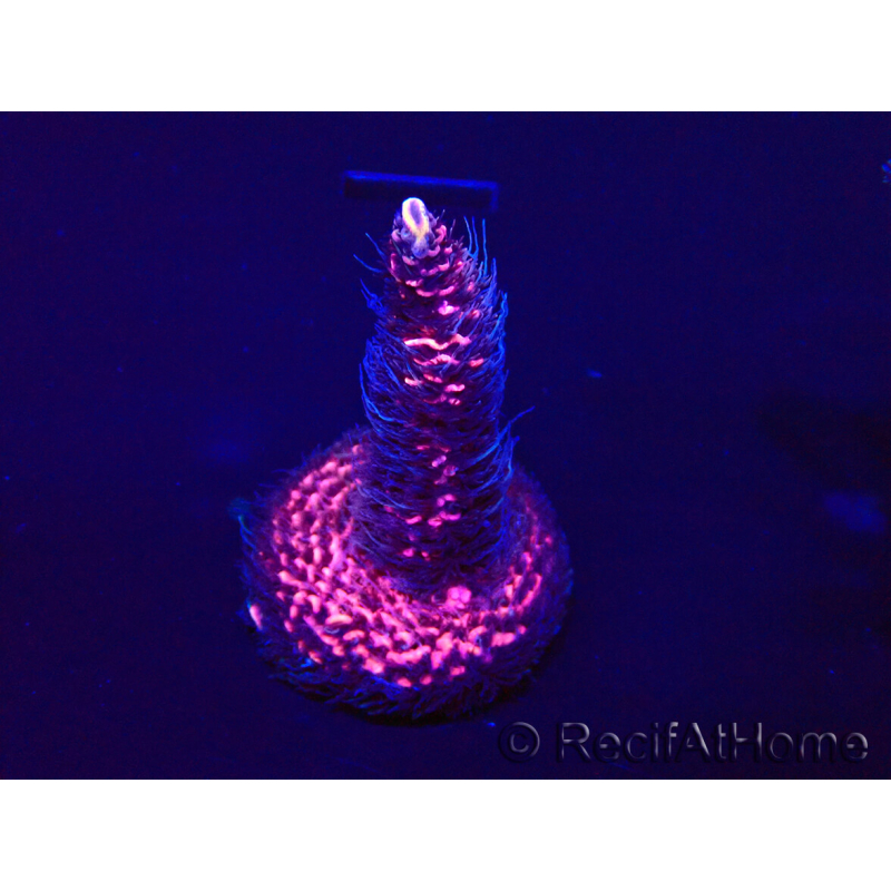 WYSIWYG Acropora millepora15O1 Mariculture Acclimaté led