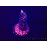 WYSIWYG Acropora Maricoltura Acclimatata led