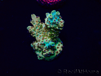 WYSIWYG Acropora 15O8 Mariculture Acclimaté led