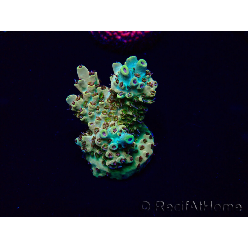 WYSIWYG Acropora akklimatisiert LED