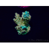 WYSIWYG Acropora acclimaté led