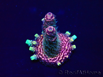 WYSIWYG Acropora millepora 15O10 Mariculture Acclimaté led