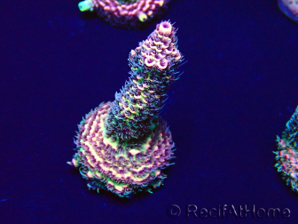 WYSIWYG Acropora Marikultur akklimatisiert LED