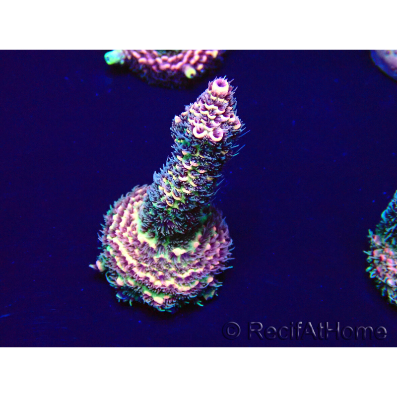 WYSIWYG Acropora Marikultur akklimatisiert LED