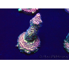 WYSIWYG Acropora Maricultura Acclimatata led