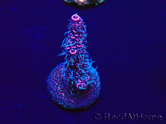 WYSIWYG Acropora Geacclimatiseerde maricultuur LED