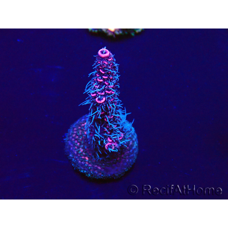 WYSIWYG Acropora millepora 15P10 Mariculture Acclimaté led