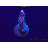 WYSIWYG Acropora millepora 15P10 Mariculture Acclimaté led