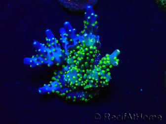 WYSIWYG Acropora Mariculture acclimated LED